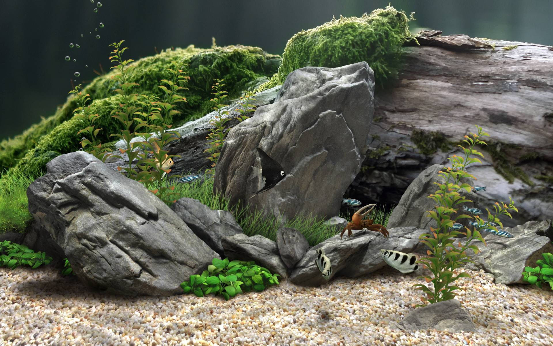 Aquarium Stones And Aquatic Plants Background