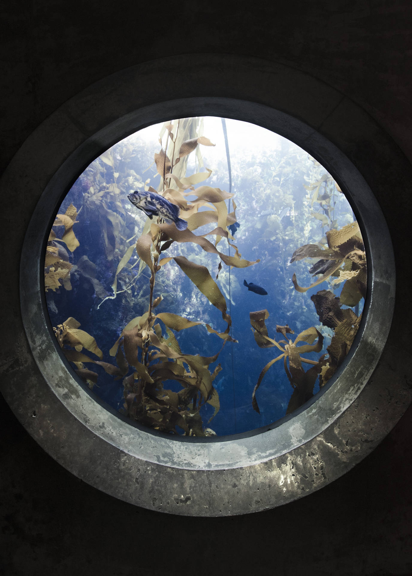 Aquarium Window Top Iphone Background