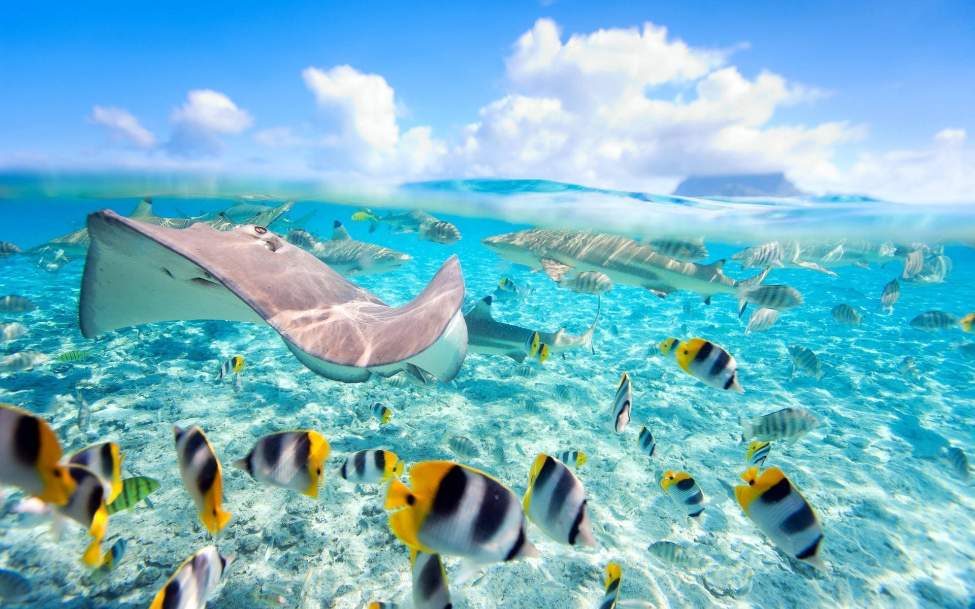 Aquatic Animals In Water Tropical Desktop Background