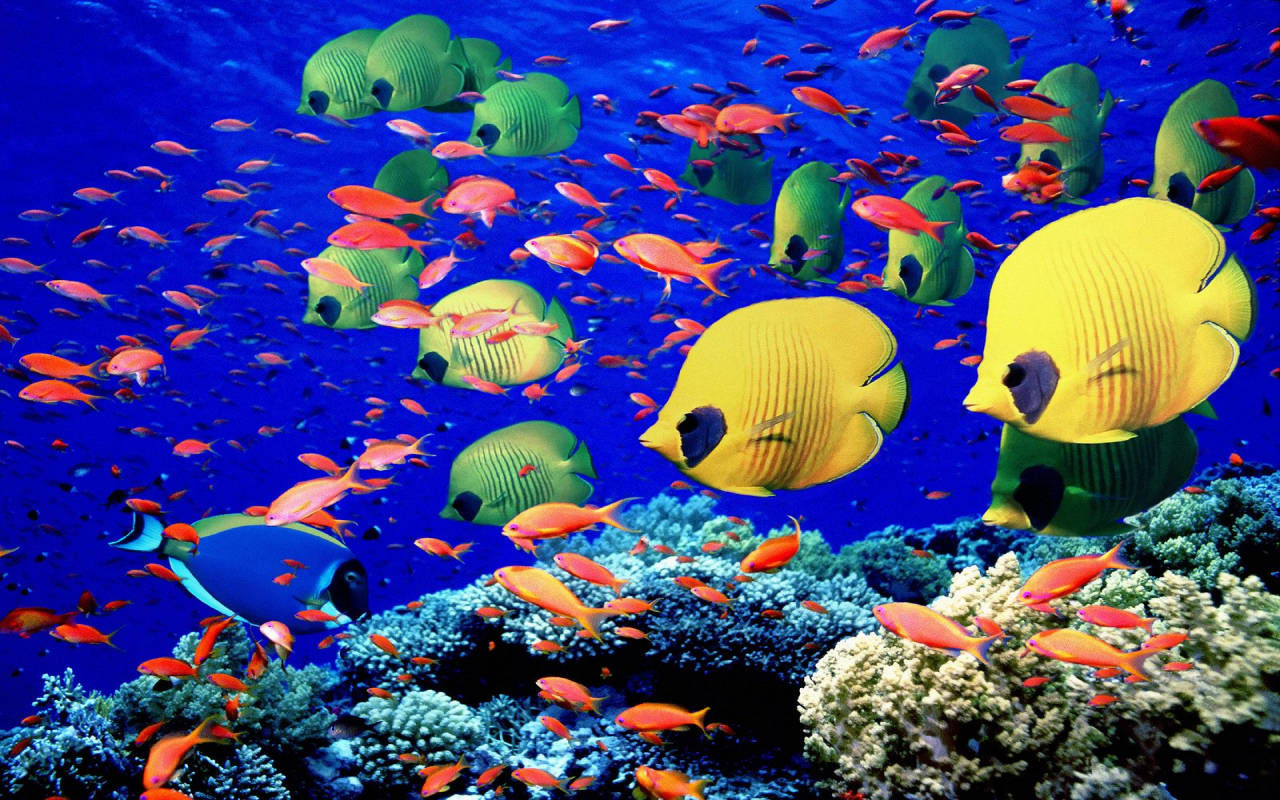 Aquatic Colorful Fishes Background