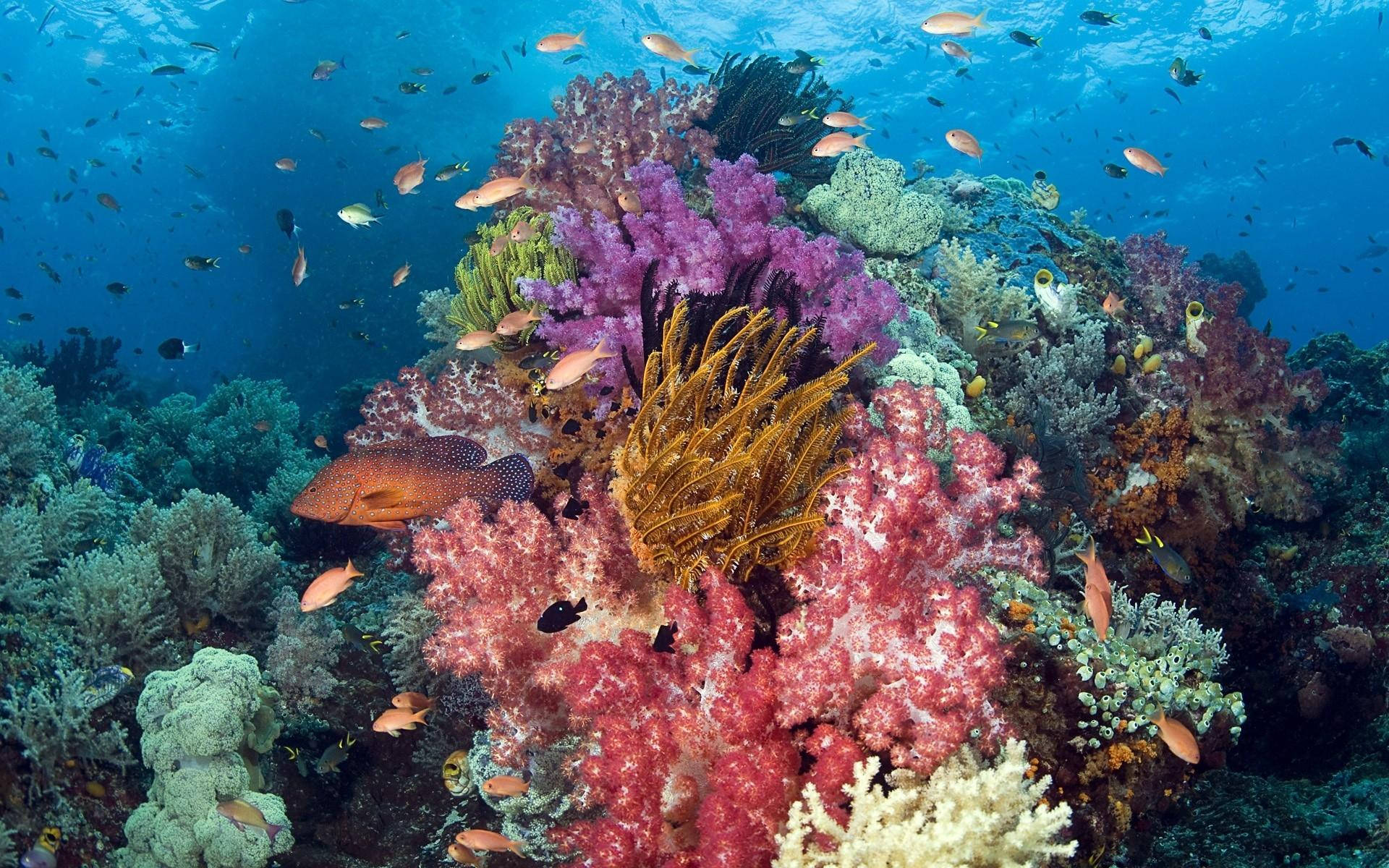 Aquatic Corals In Seafloor Background
