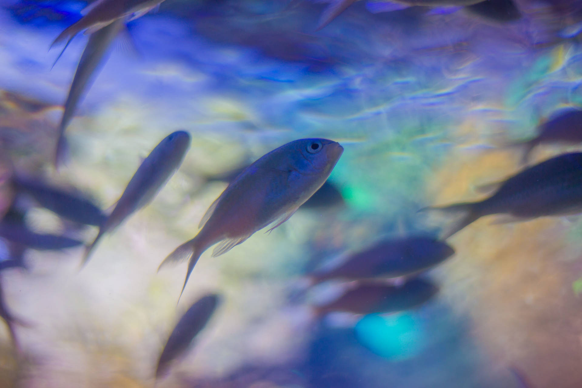 Aquatic Fish In Rainbow Waters Background
