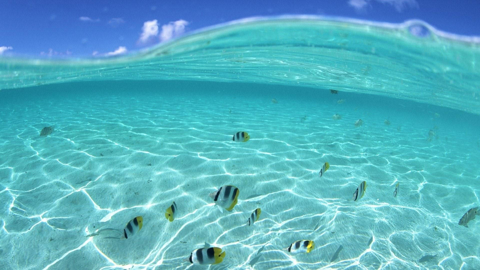 Aquatic Fishes Underwater Background