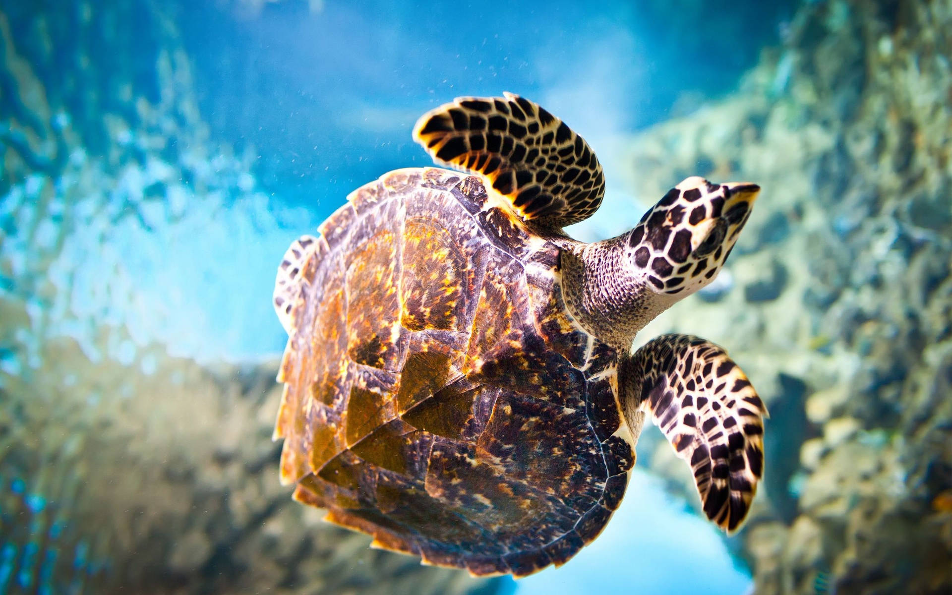 Aquatic Hawksbill Sea Turtle Background
