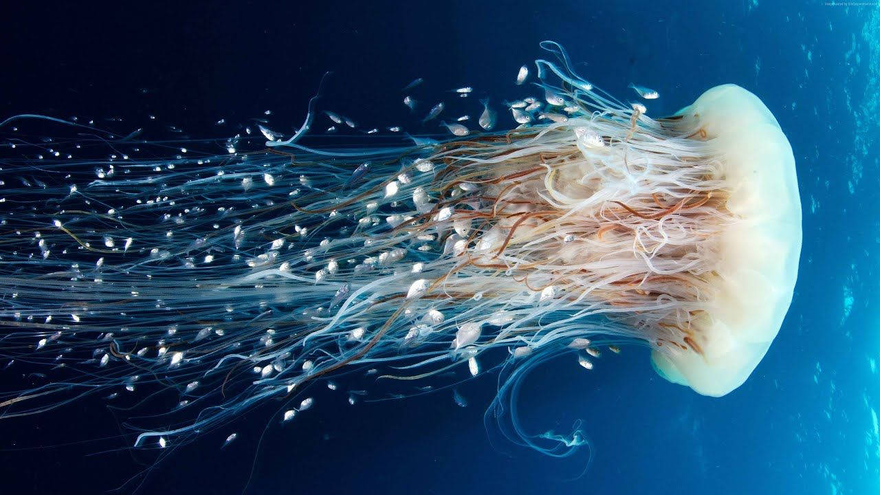 Aquatic Jellyfish With Long Tentacles Background