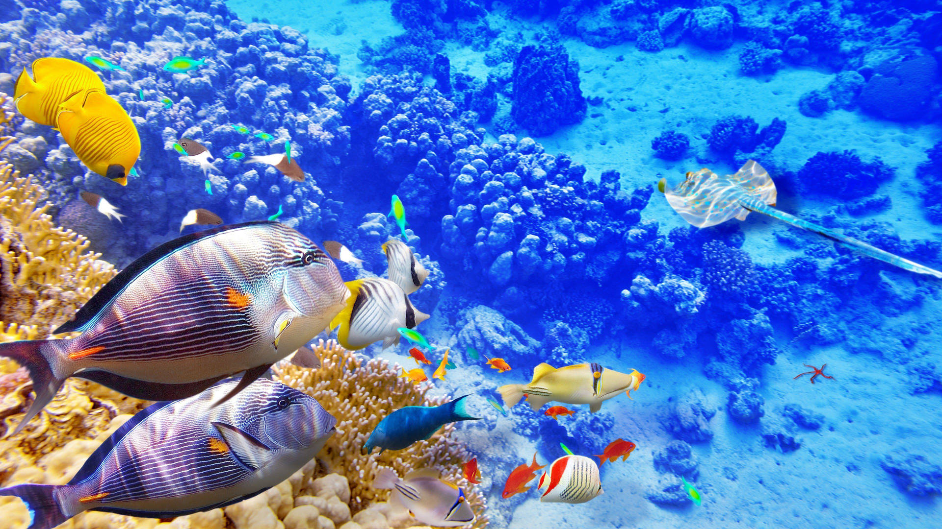 Aquatic Living Creatures Underwater Background
