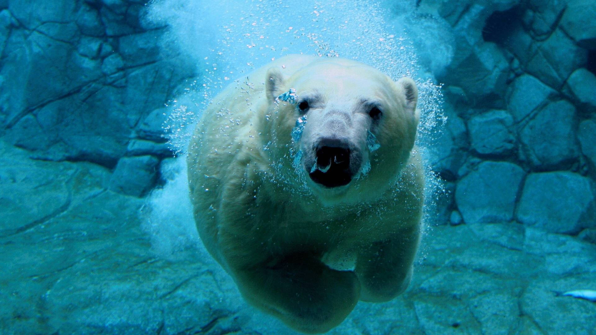 Aquatic Polar Bear Background
