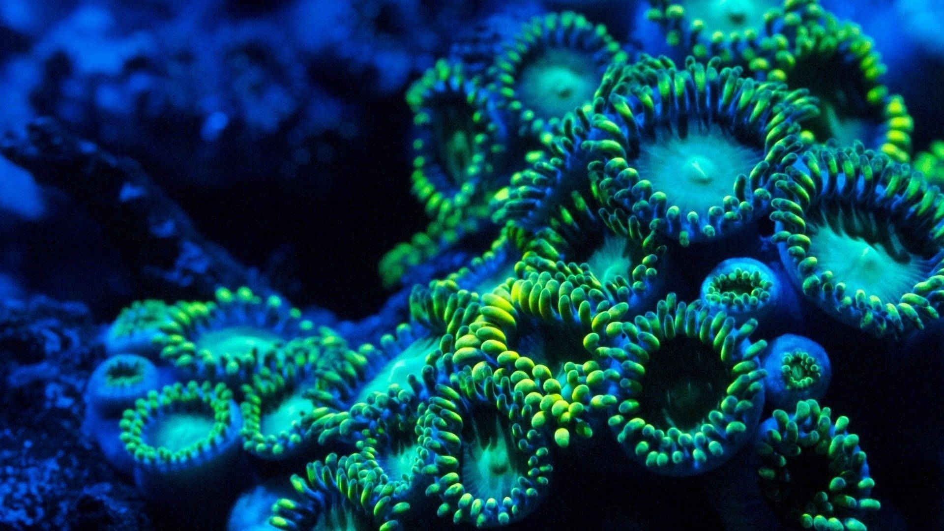 Aquatic Sea Coral Background