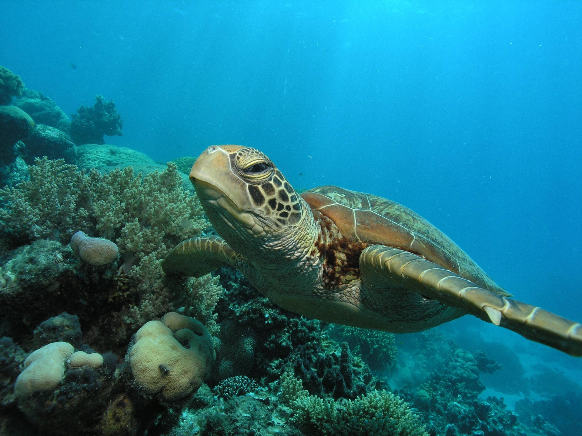 Aquatic Sea Turtle Swimming Background