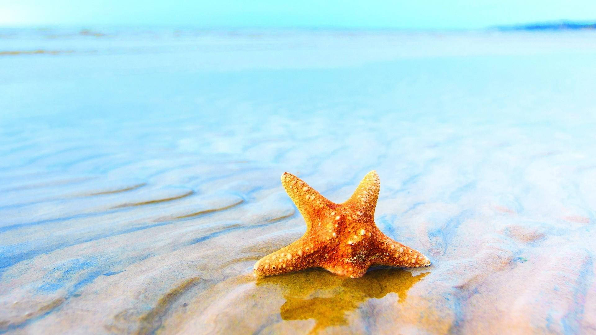 Aquatic Starfish In Sandy Water Background