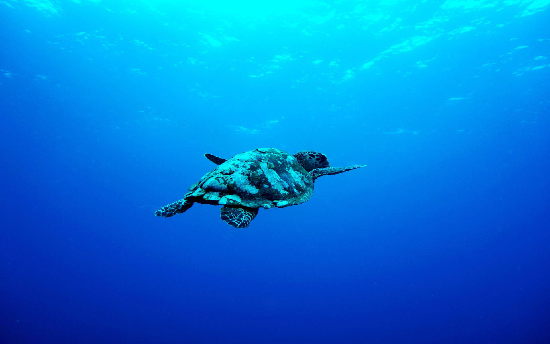 Aquatic Turtle In Deep Blue Ocean Background