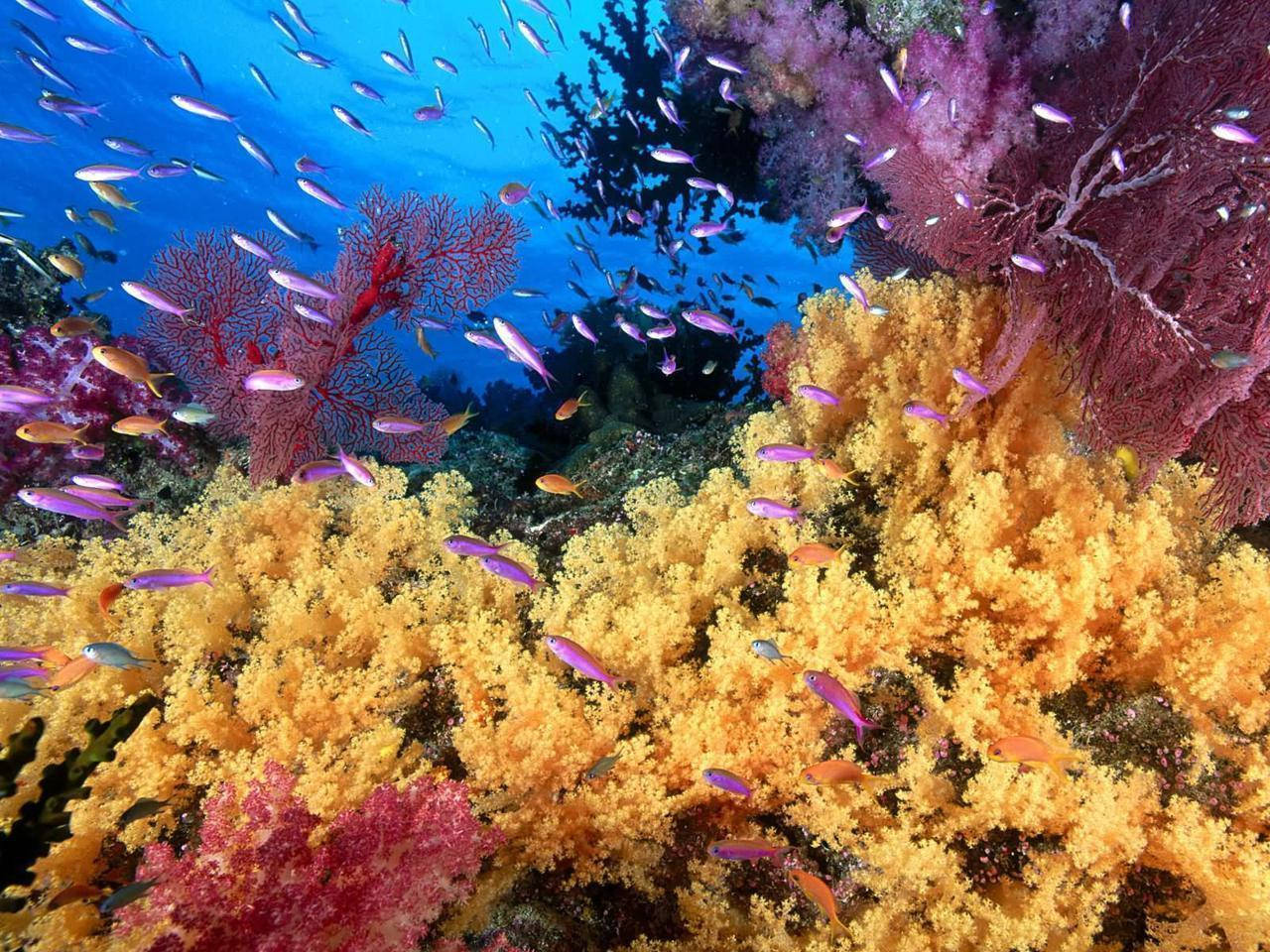 Aquatic Underwater Coral Garden