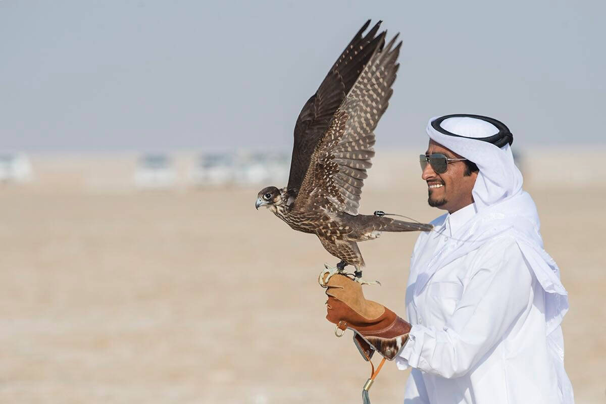 Arab Man Carries Falcon Qatar Background