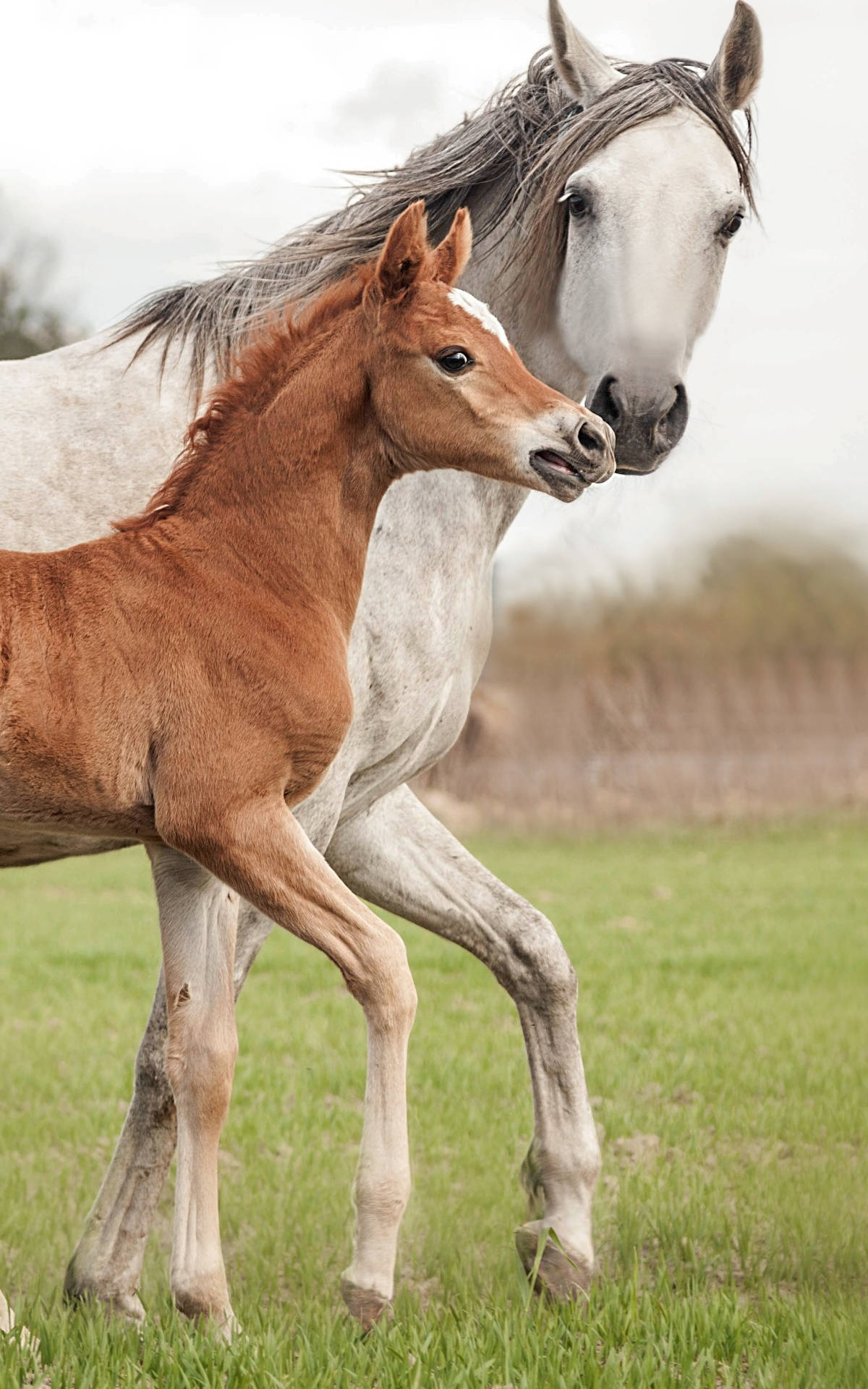 Arabian Horse And Young Foal Stepping In Sync Background