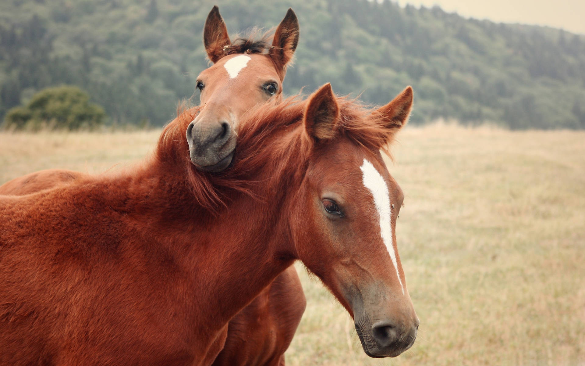 Arabian Horse Side Angle Shot With Baby Foal Background