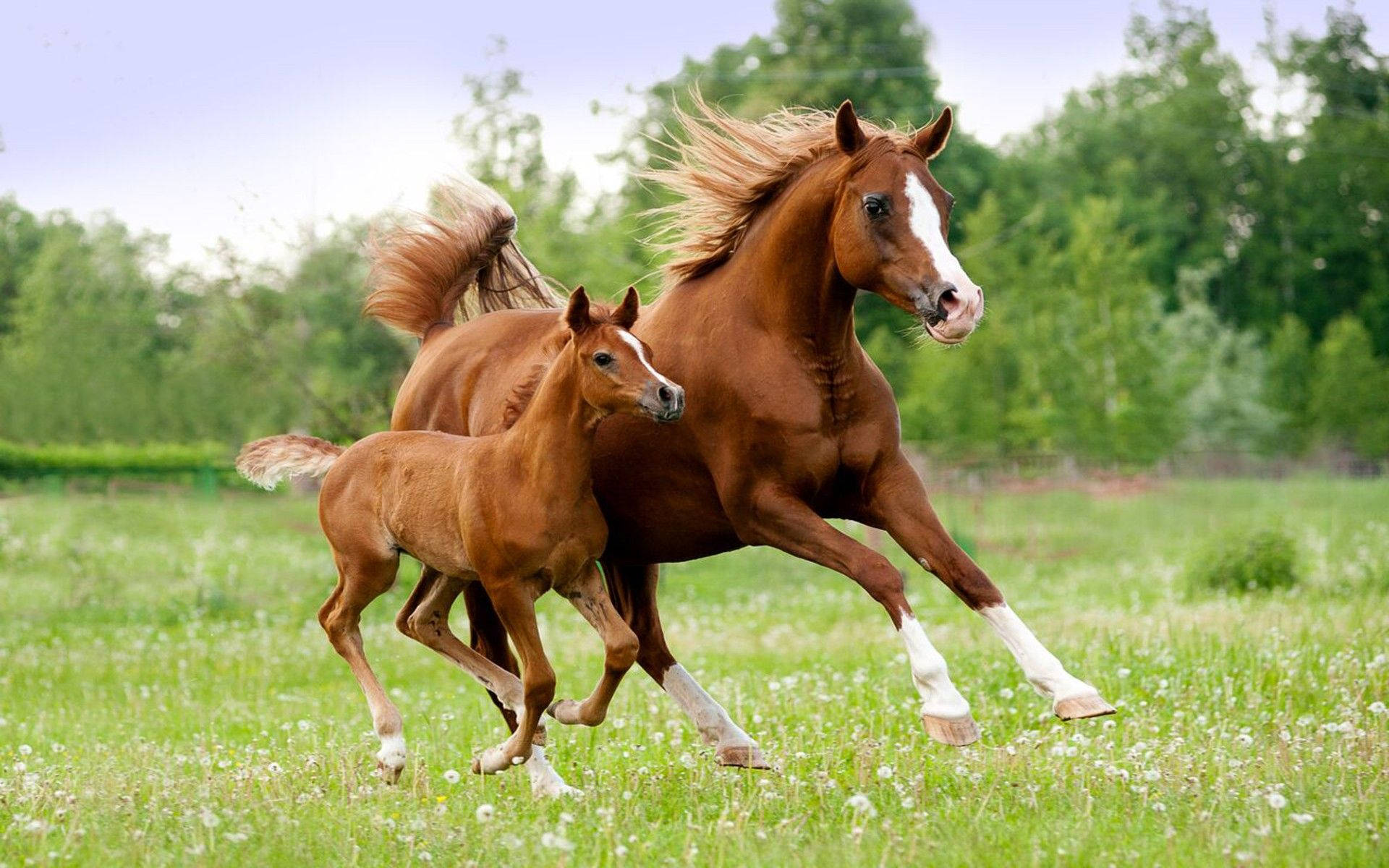 Arabian Mare And Foal Galloping In Field Background