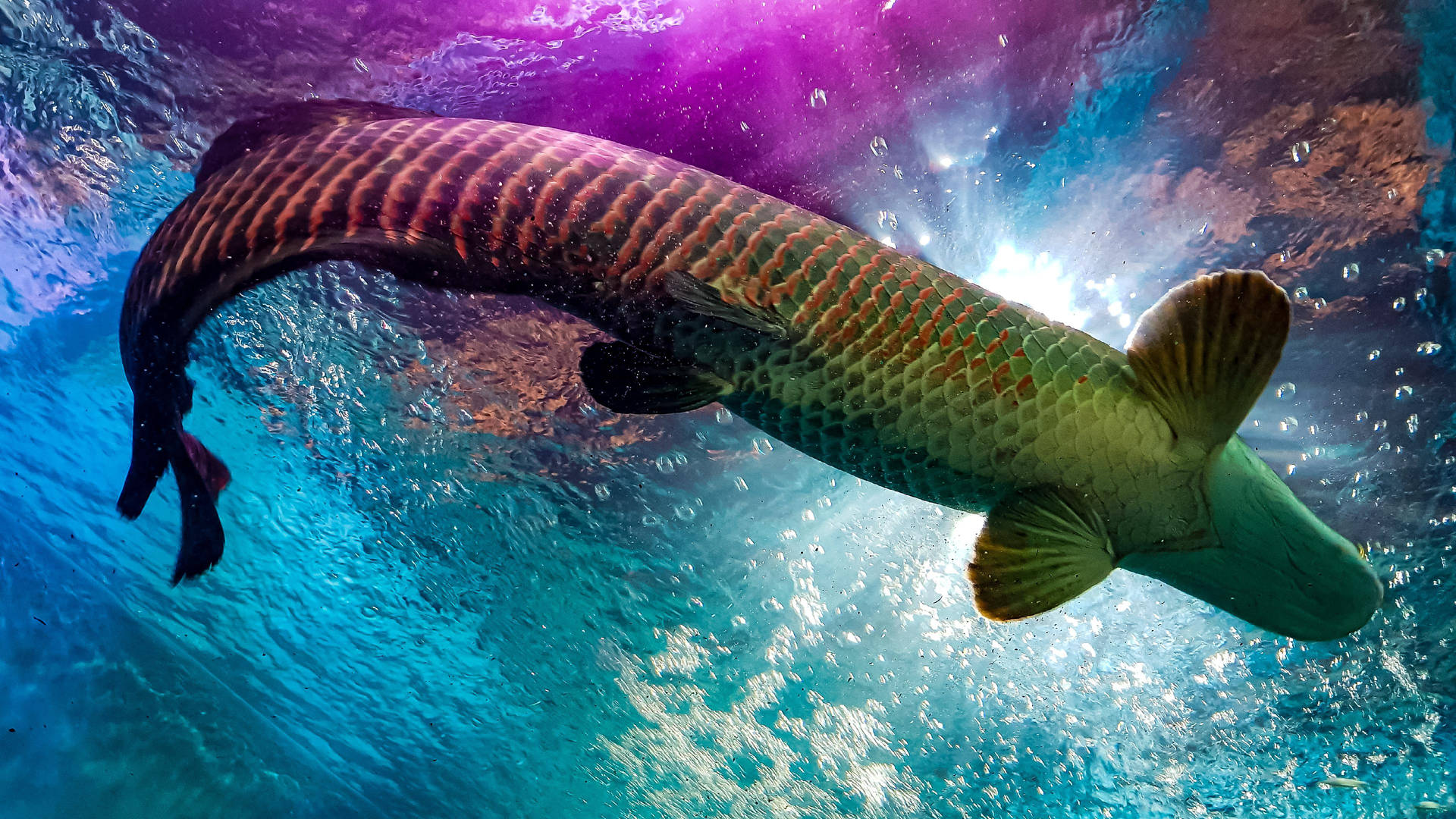 Arapaima Gigas In Aquarium Background