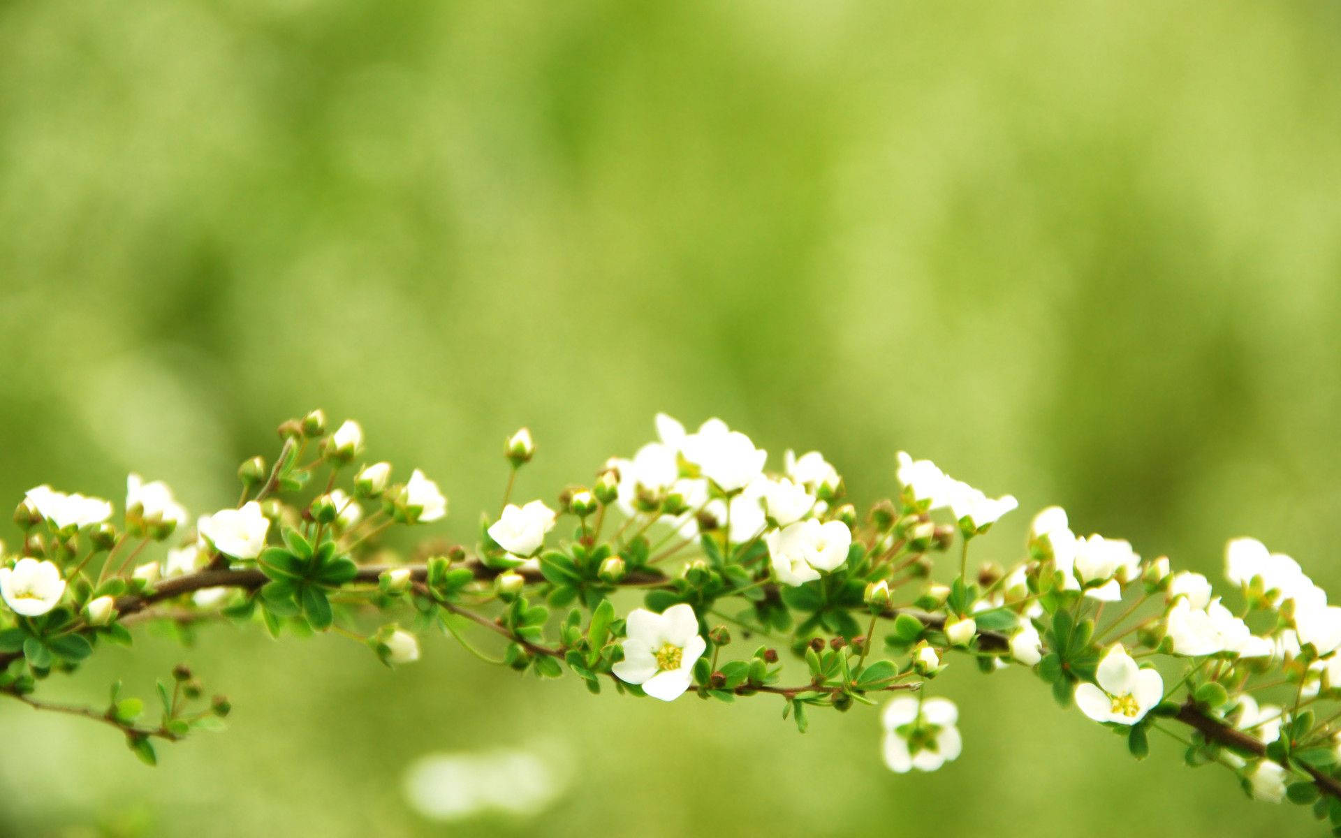 Arched Spring Flowers Background