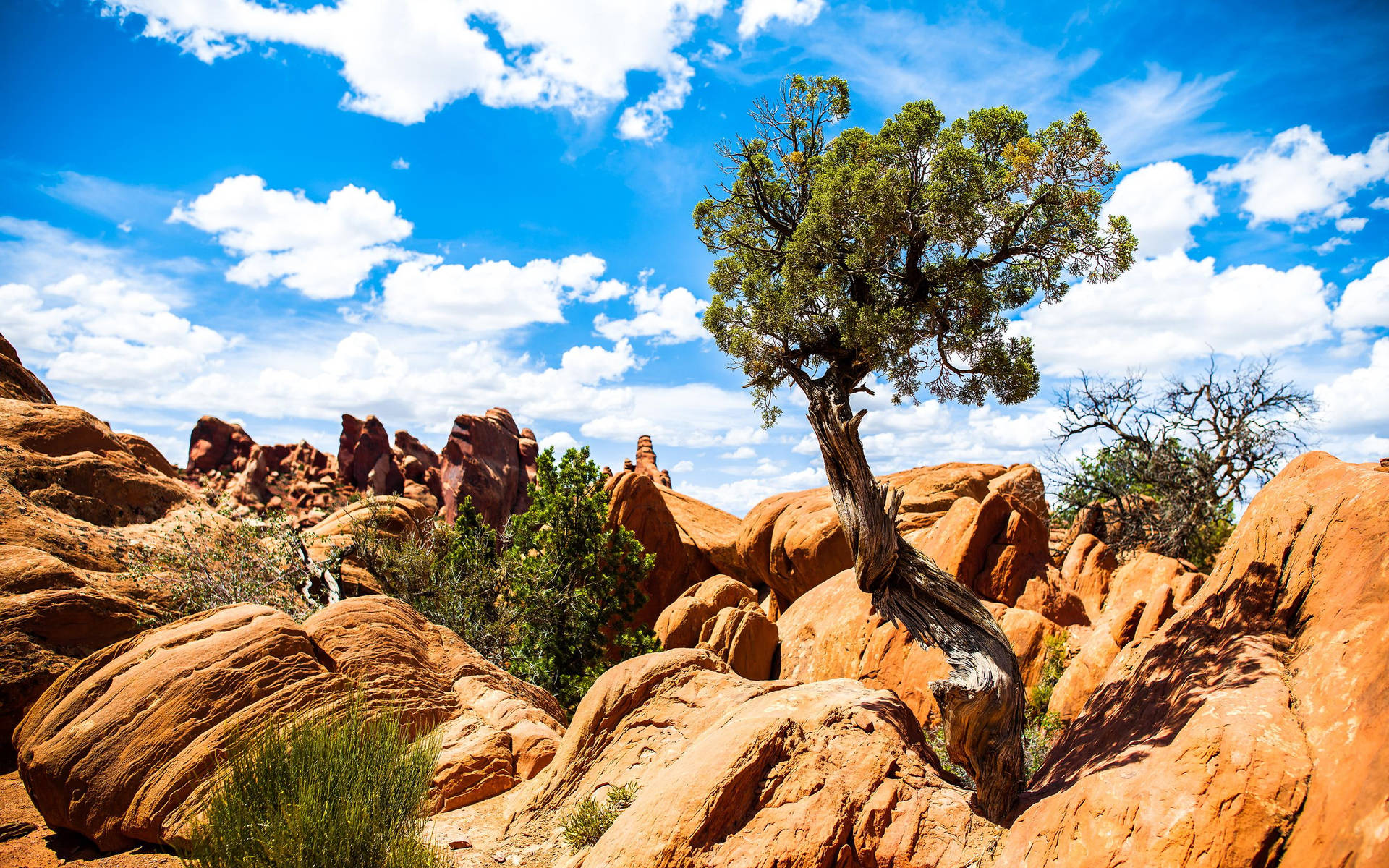 Arches National Park Tree Background