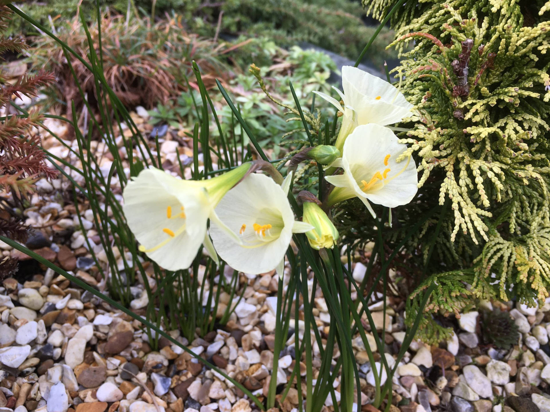 Arctic Bells Narcissus Flowers Background