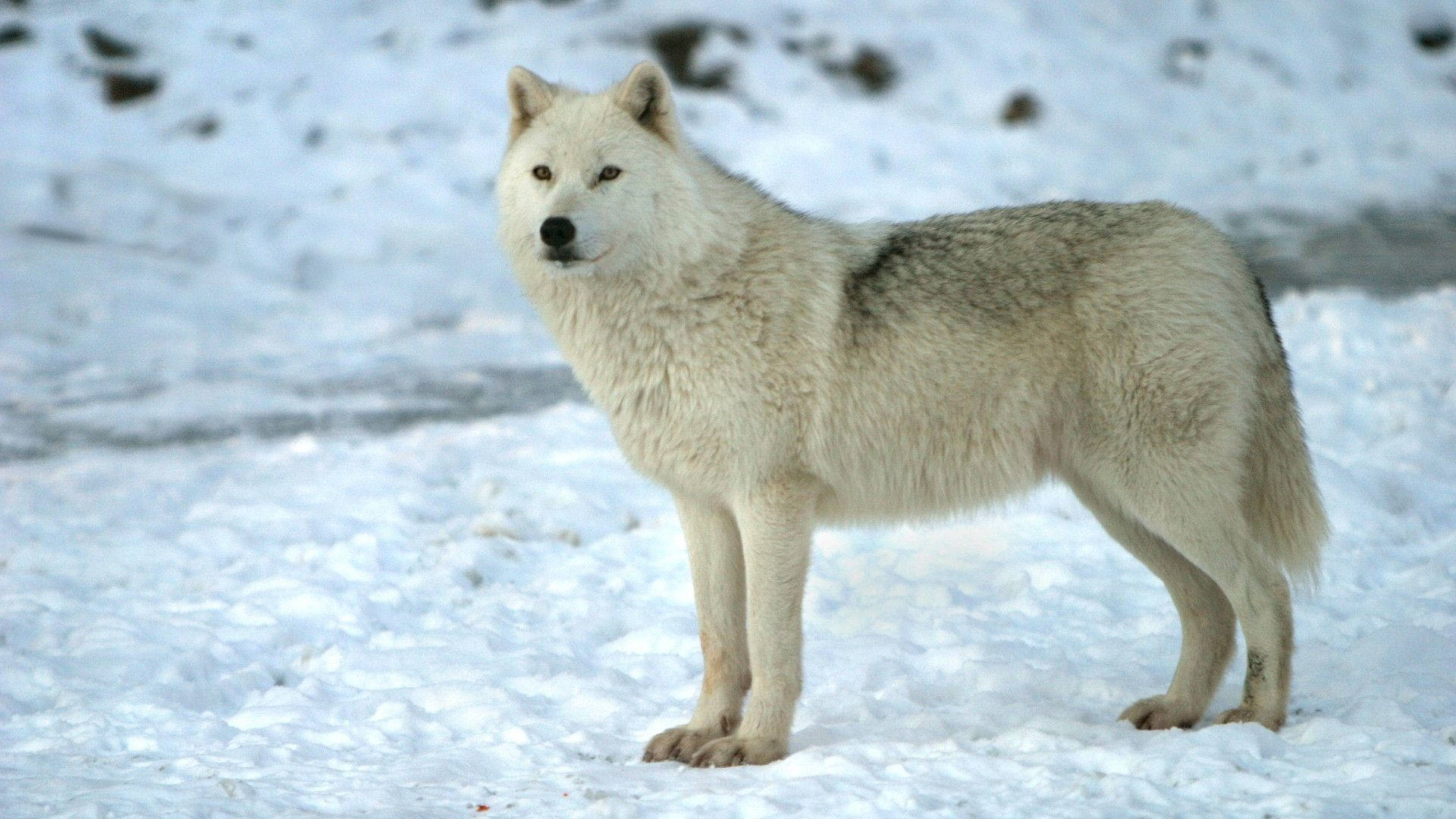 Arctic Cool Wolf Background