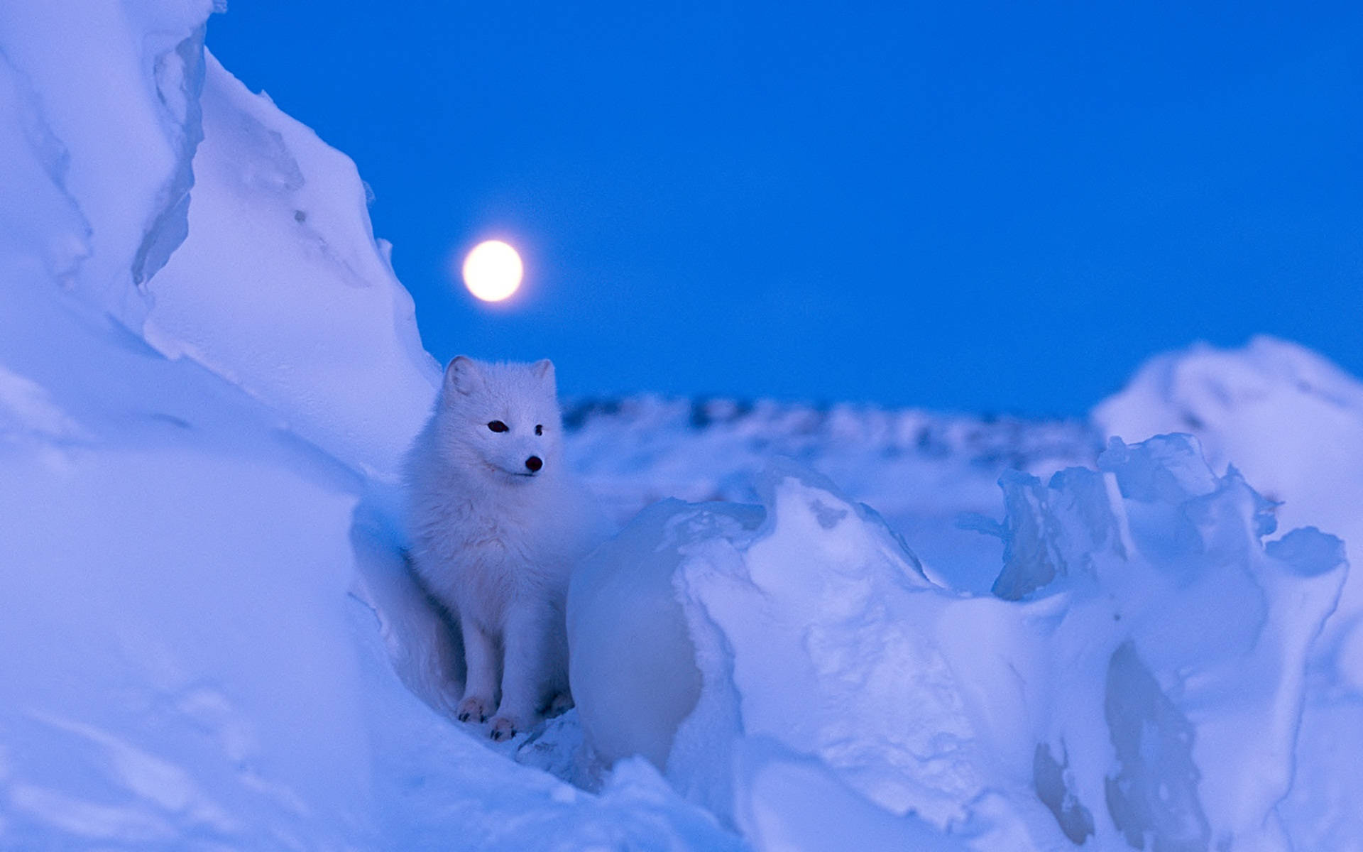 Arctic Fox At Night Background