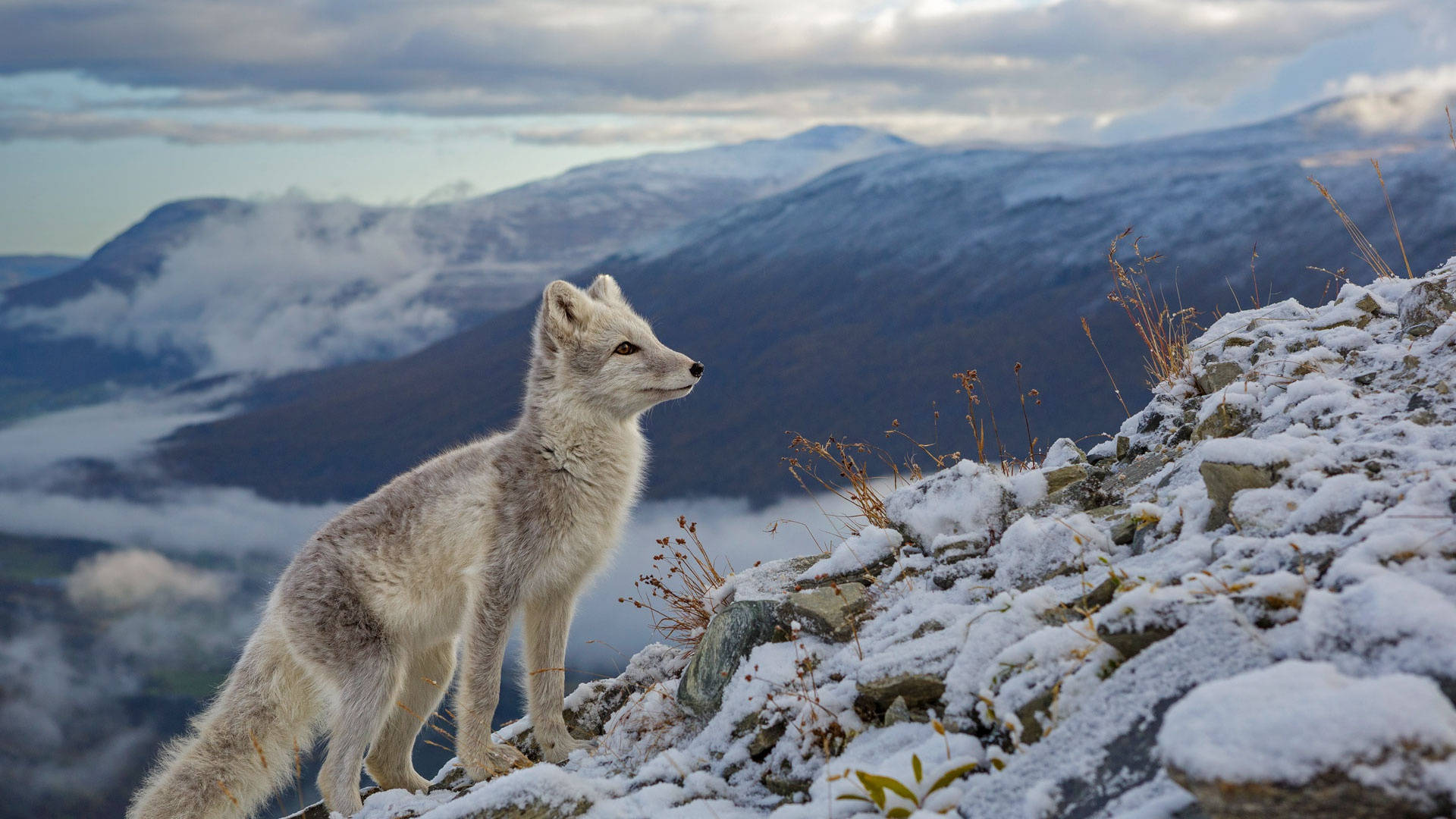 Arctic Fox In The Mountain Background