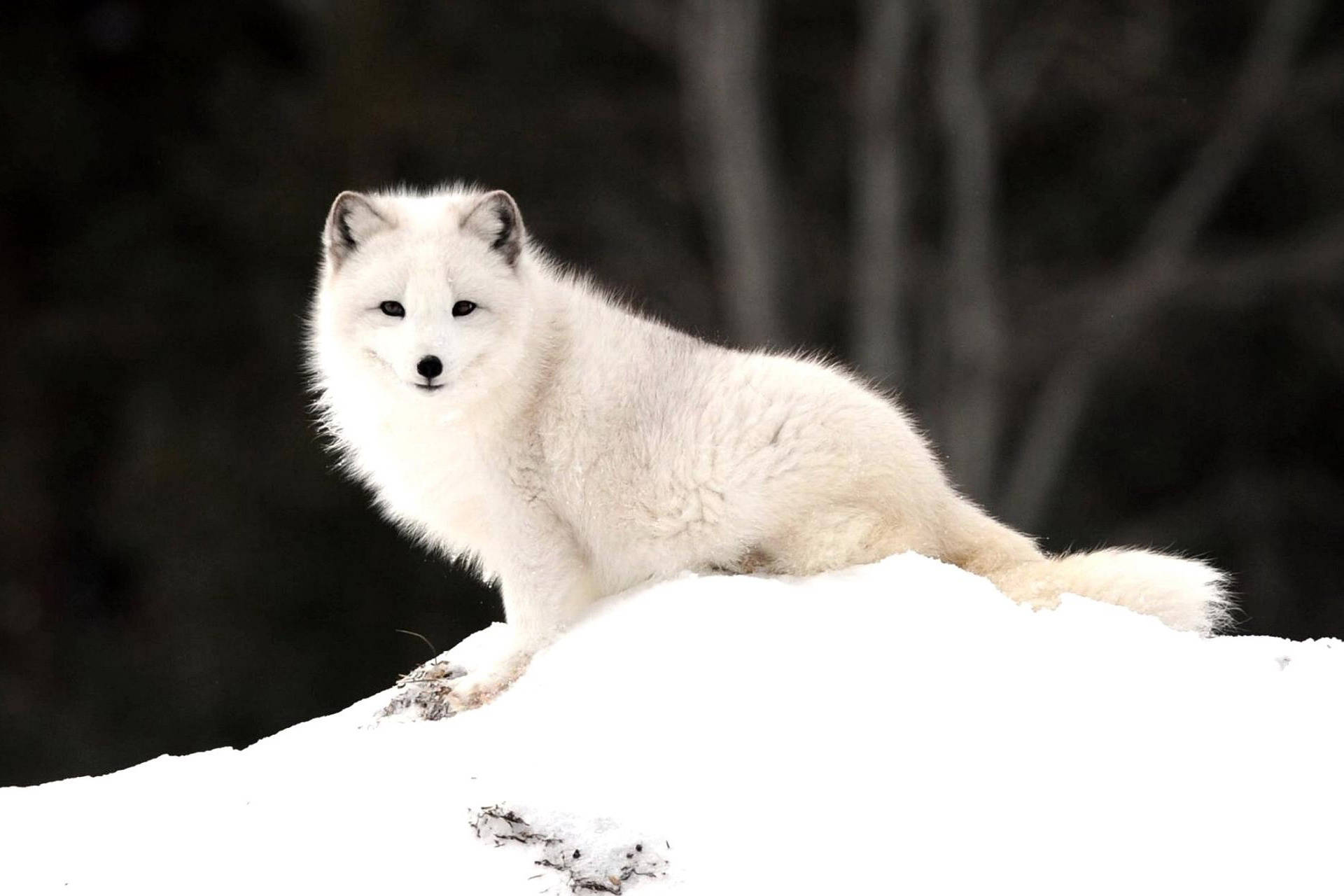 Arctic Fox In The Nature Background