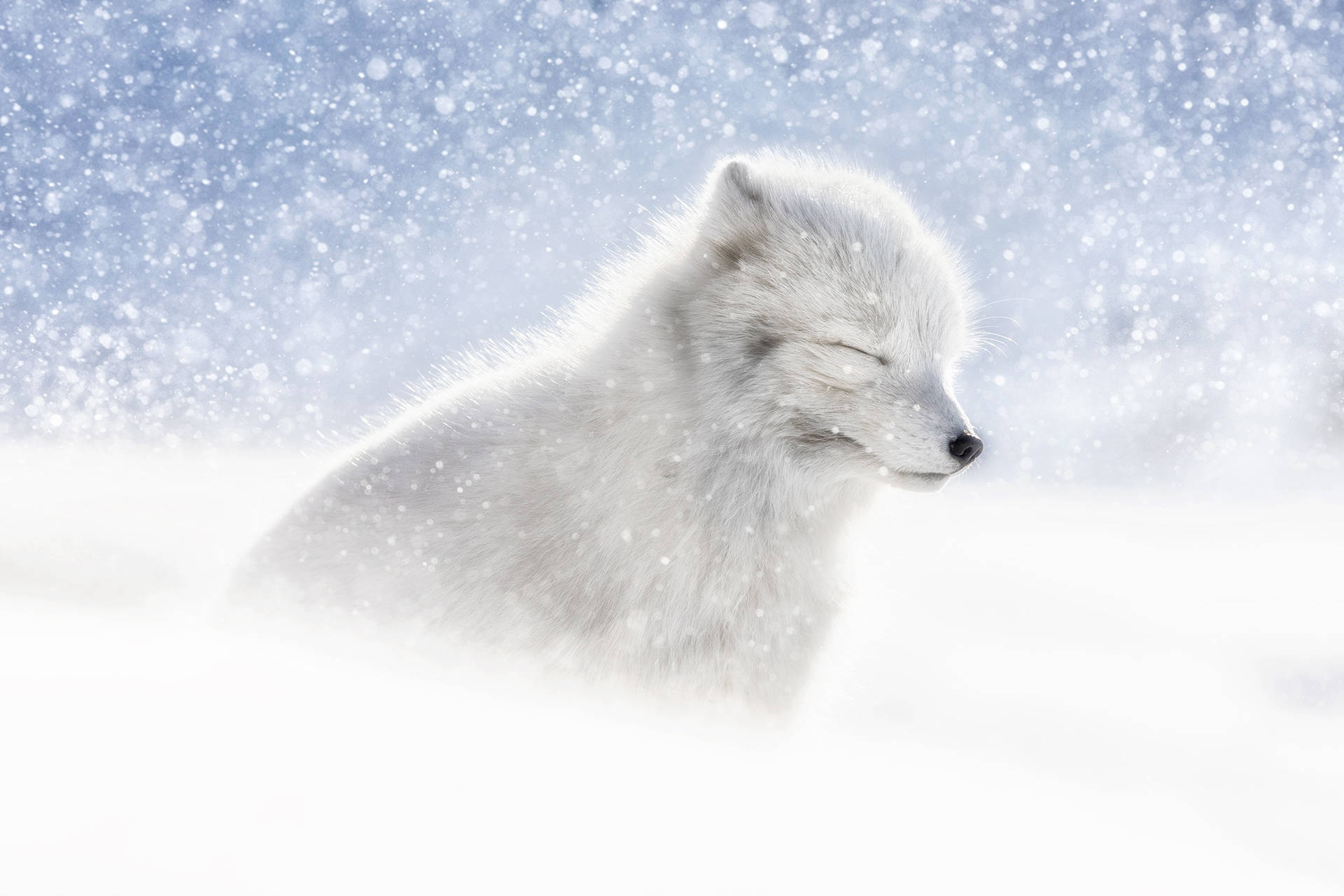 Arctic Fox In The Snow Background
