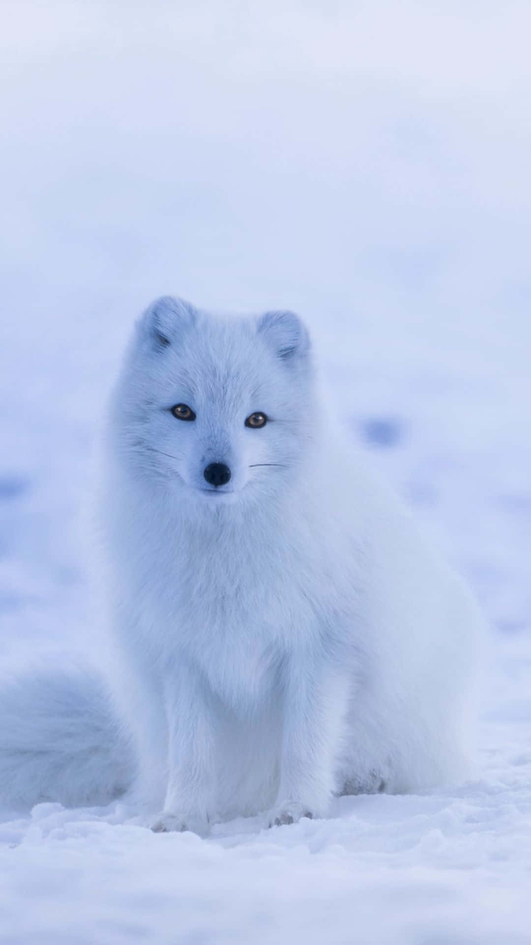 Arctic Foxes - Arctic Foxes - Arctic Foxes - Arctic Fox Background