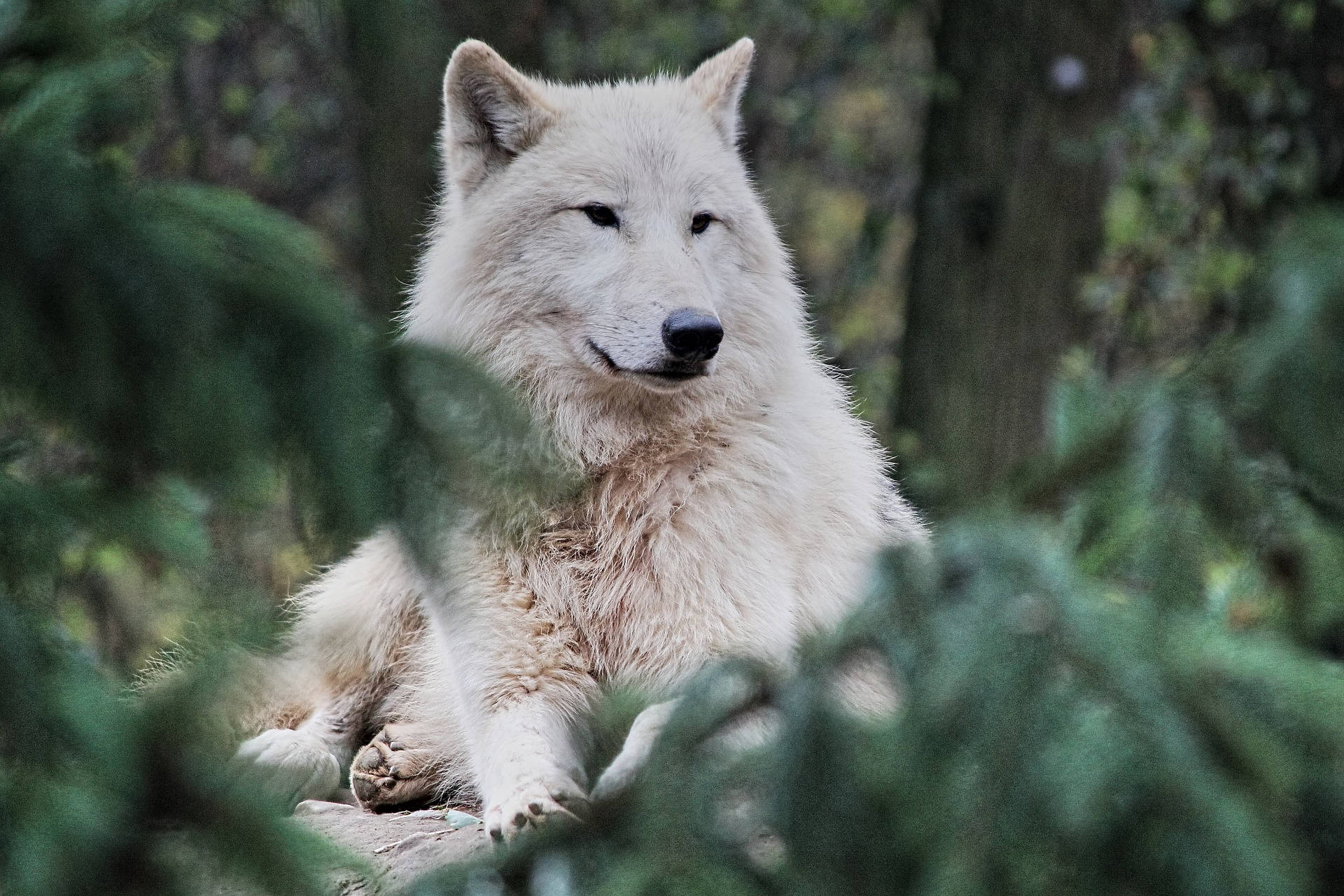 Arctic Hd Wolf In Forest Background