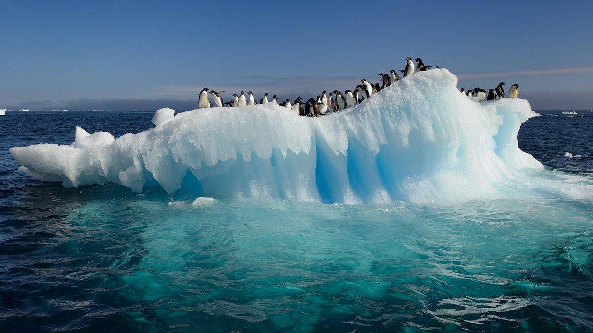 Arctic Penguins On Slanted Iceberg