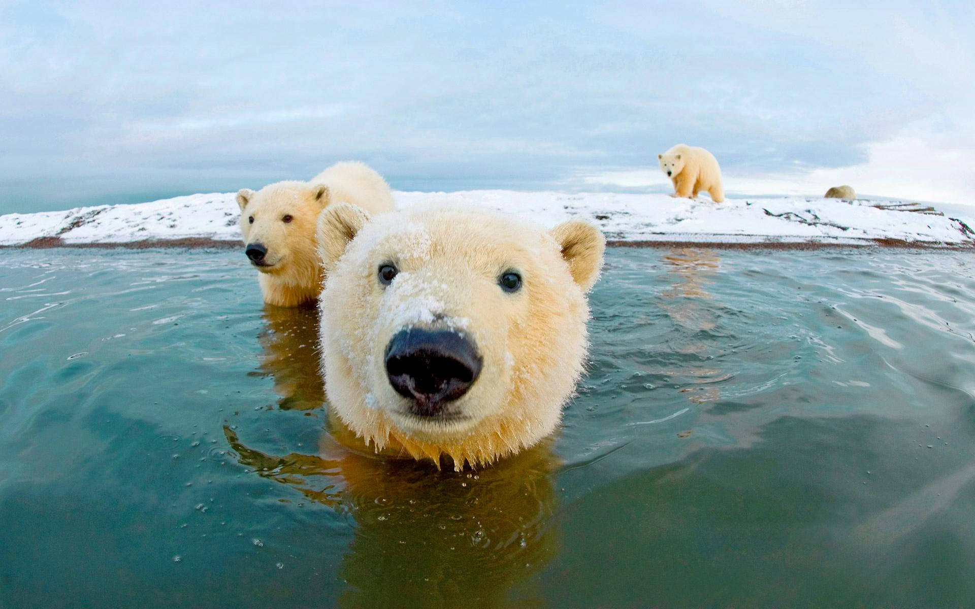Arctic Polar Bears On Ice Background