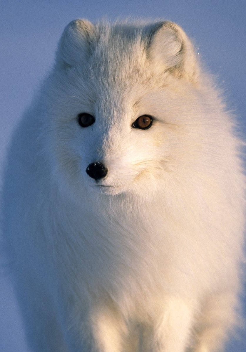 Arctic Region White Arctic Fox Background