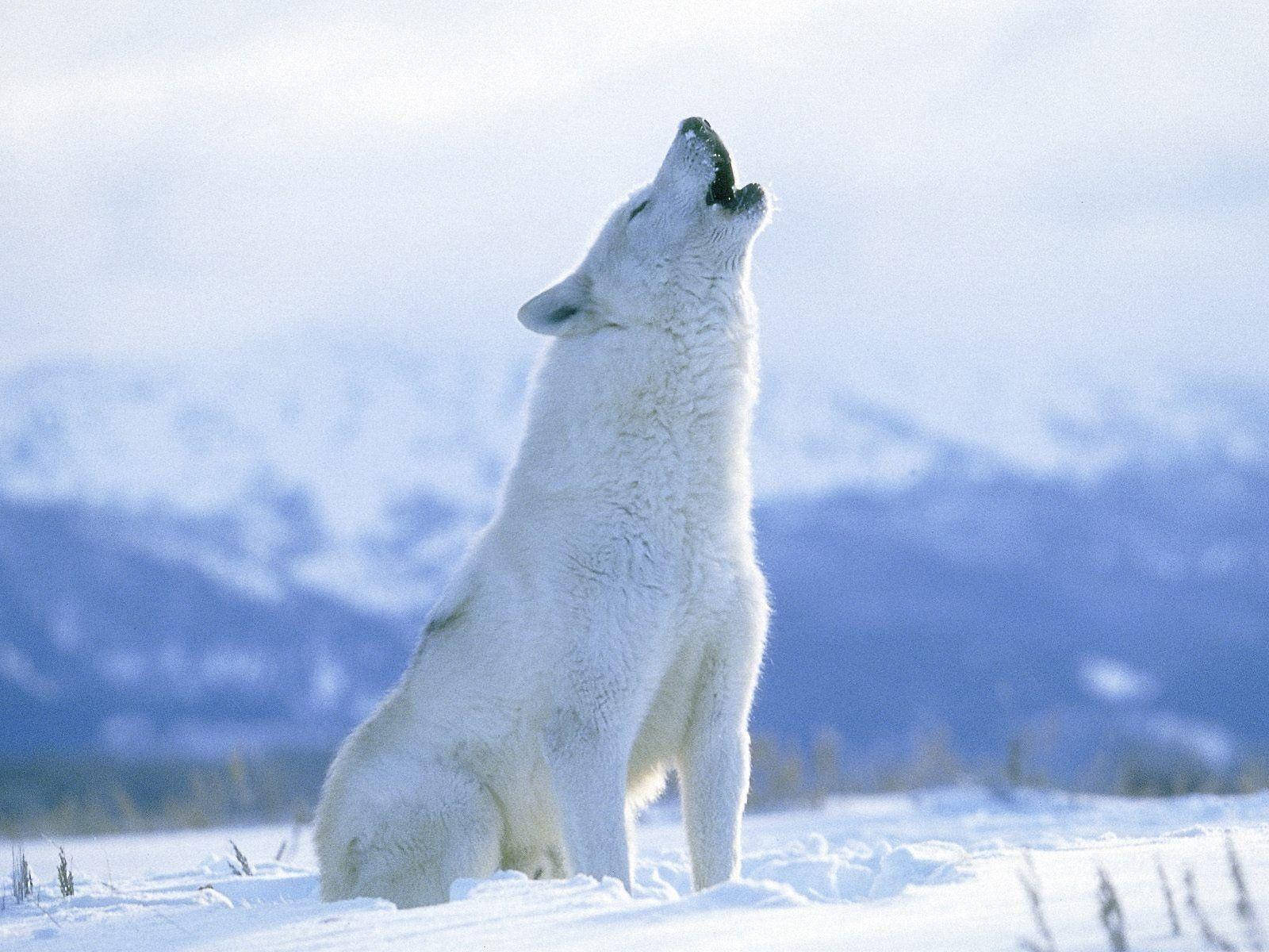 Arctic Wolf Howling