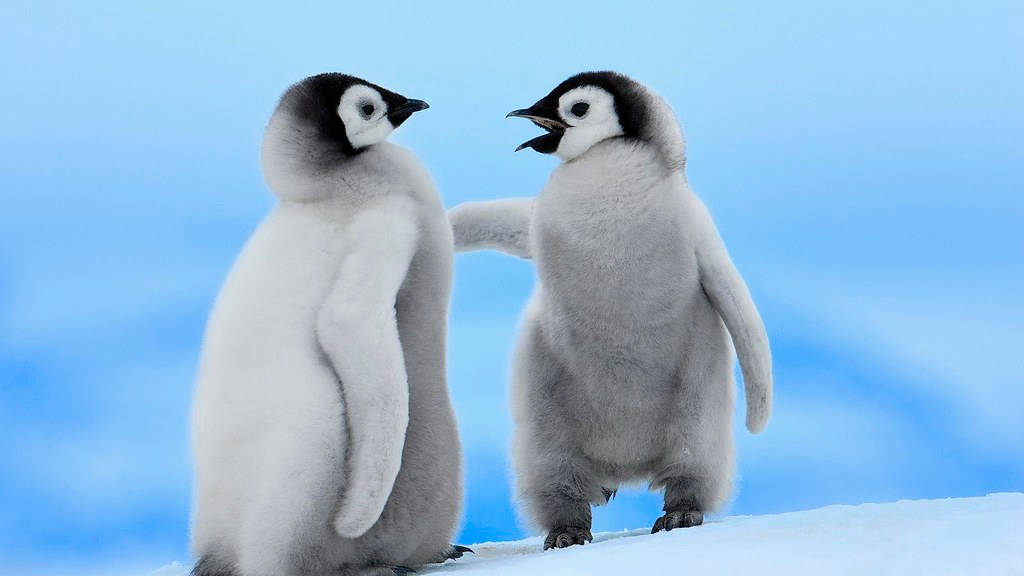 Arguing Baby Penguins Background
