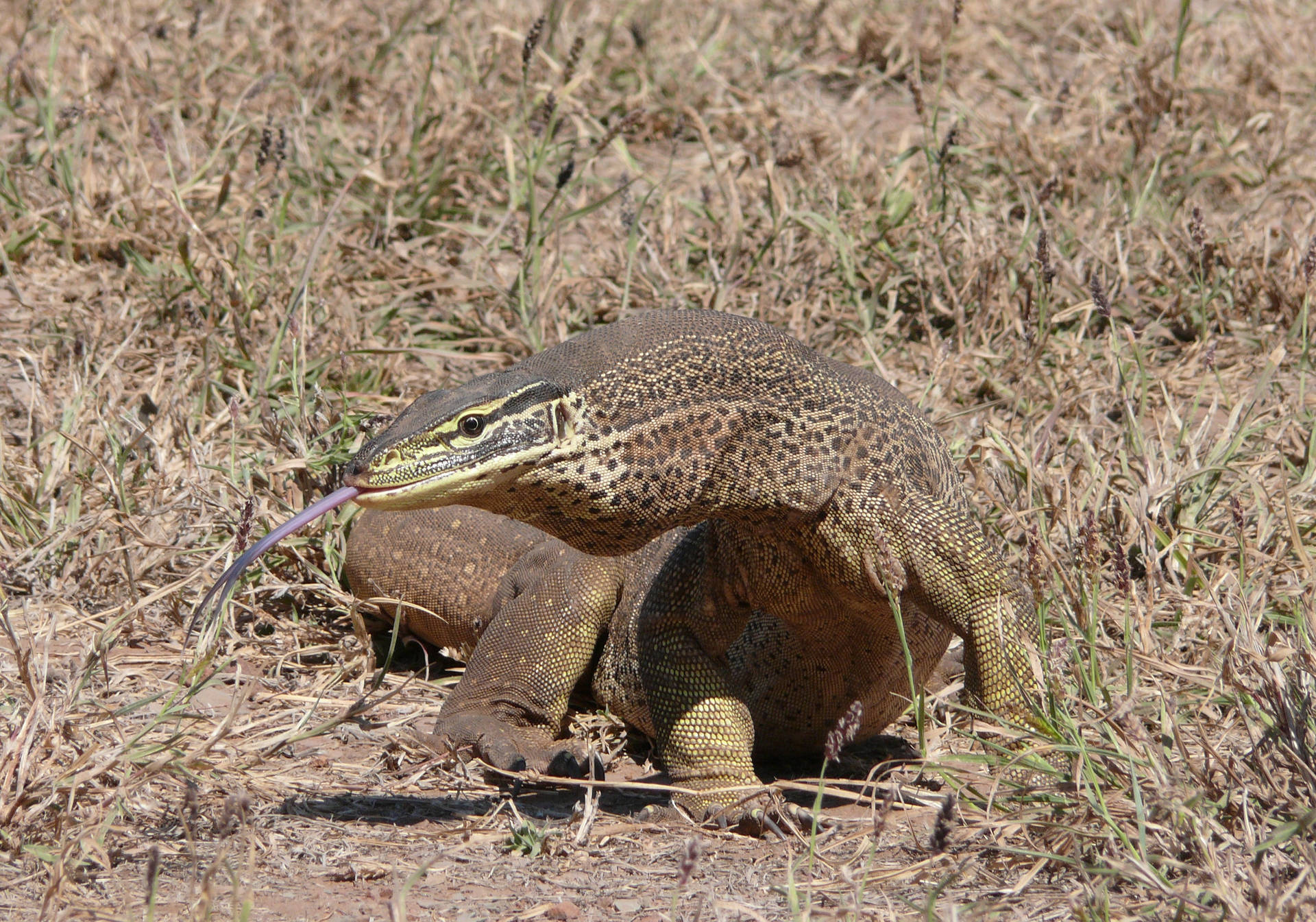 Argus Monitor Lizard On Grassy Area Background