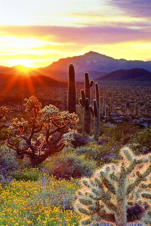 Arizona Country Park Background