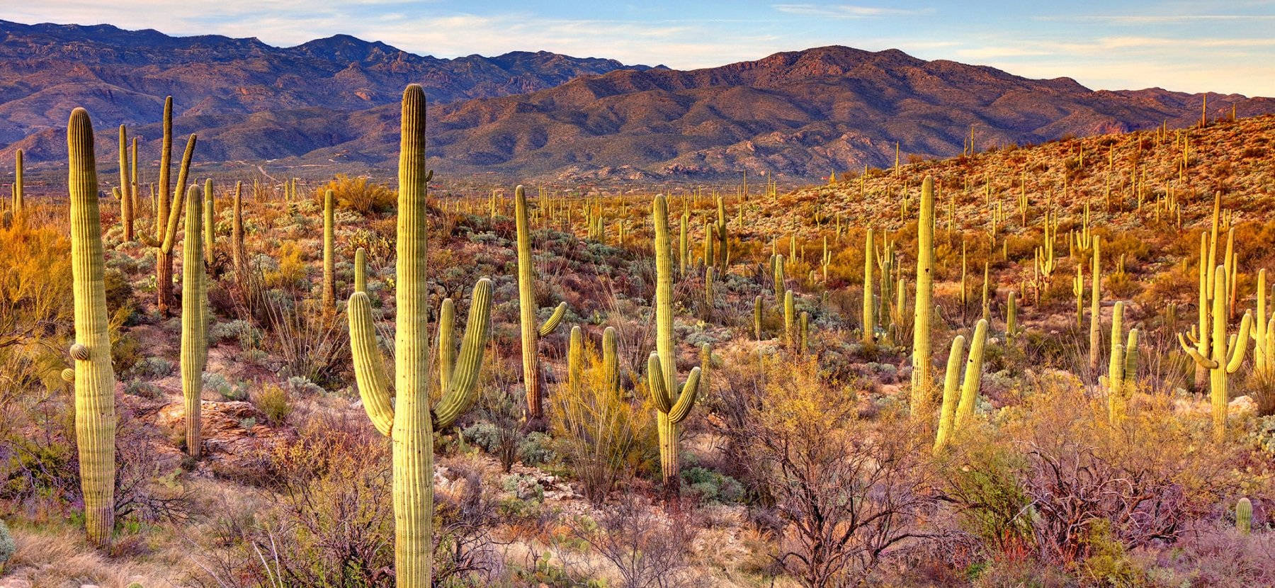 Arizona Desert Cactus Garden Background
