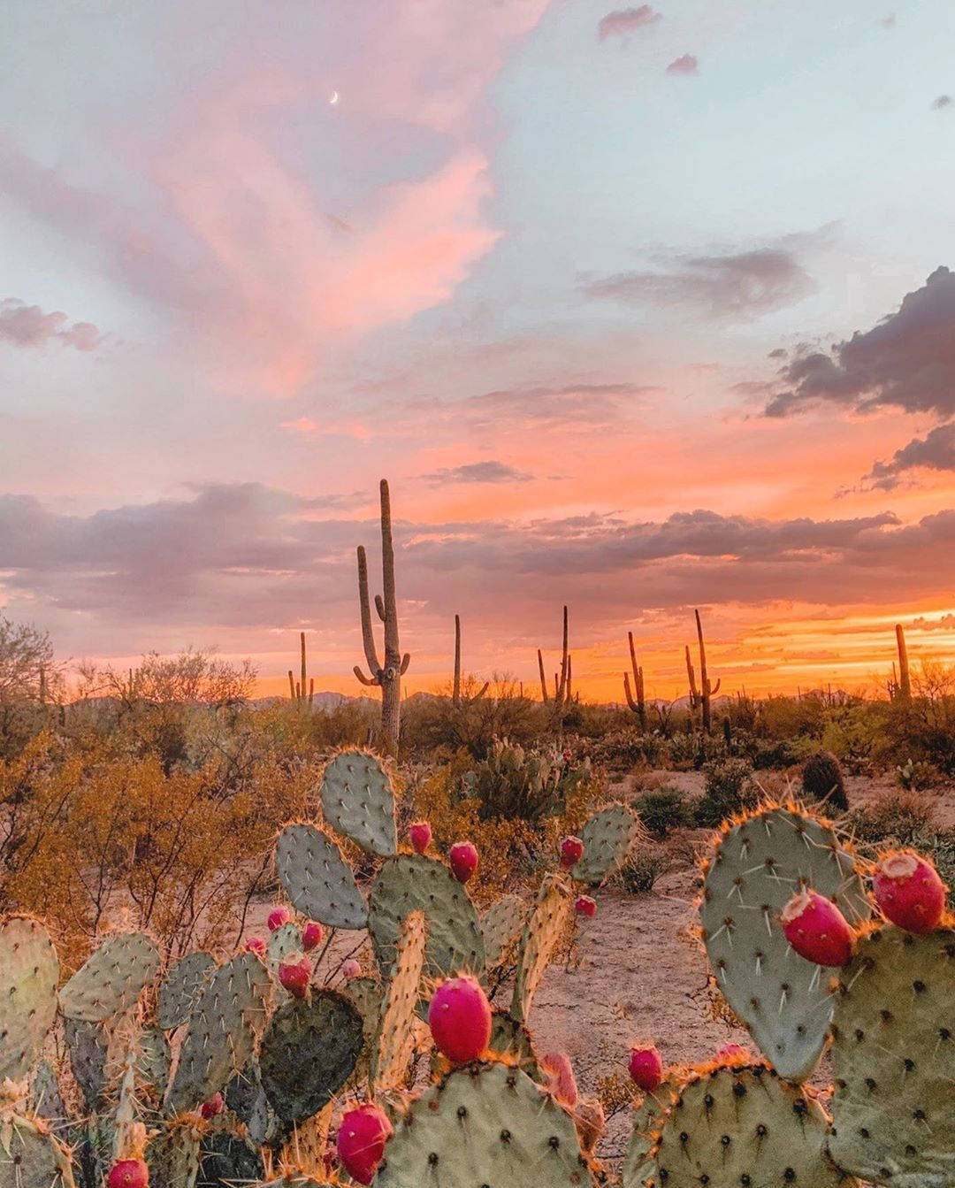 Arizona's Botanical Garden