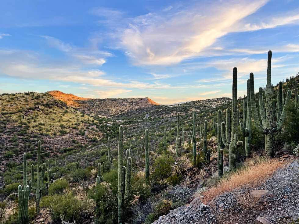 Arizona Saguaro Cacti Background