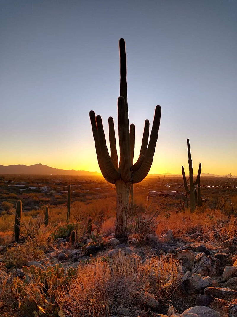 Arizona Saguaro Cactus Silhouette Background