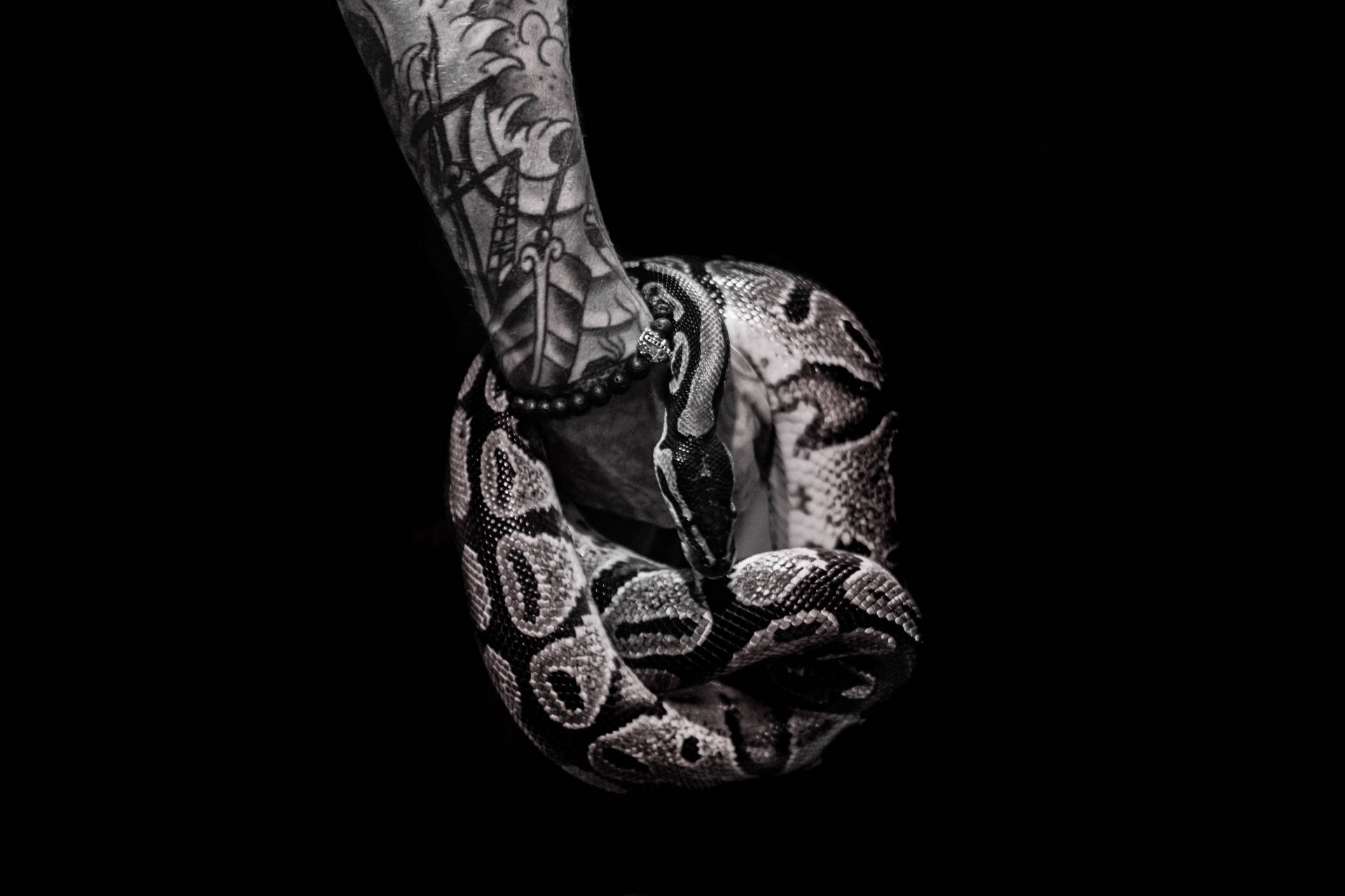 Arm With Snake On Black Screen 4k Background