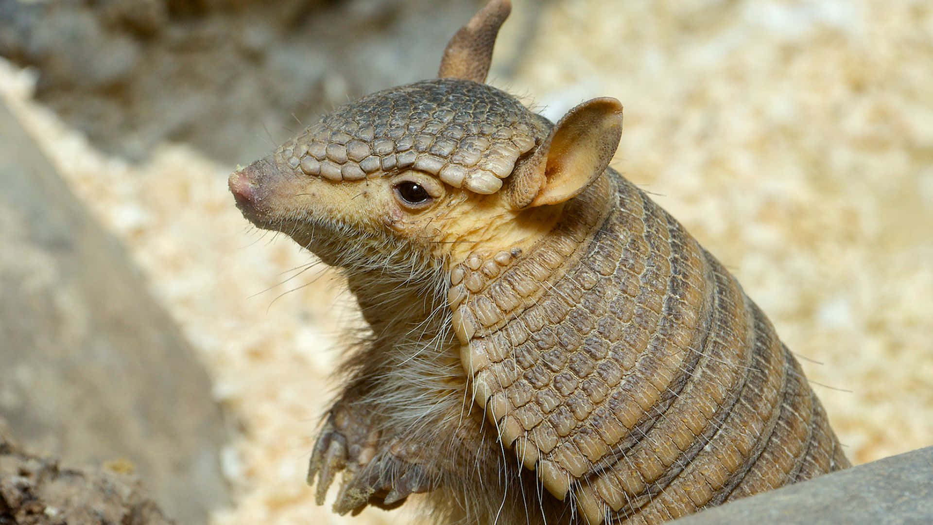 Armadillo Close Up Portrait.jpg