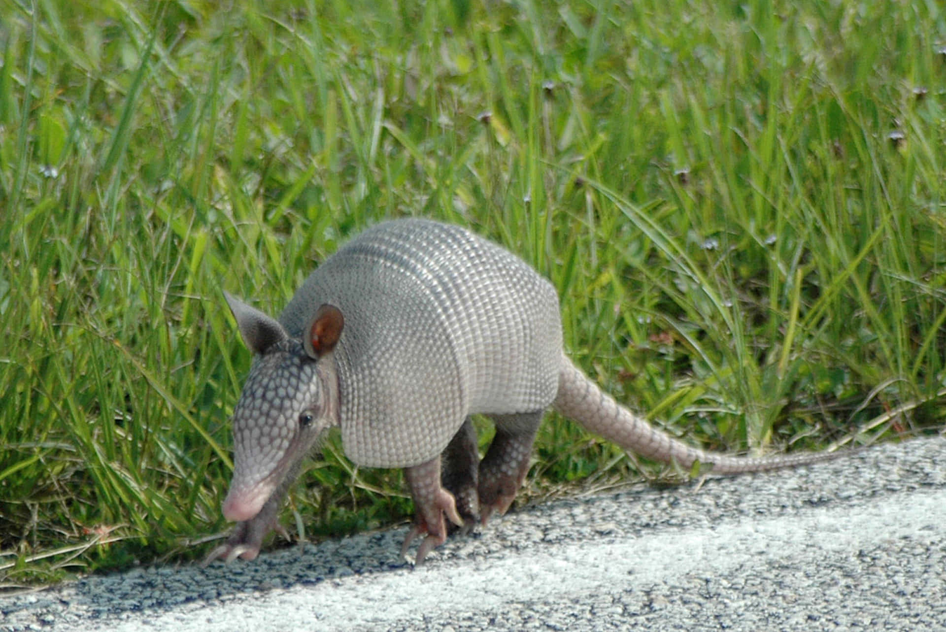 Armadillo Crossing Roadside Grass Background