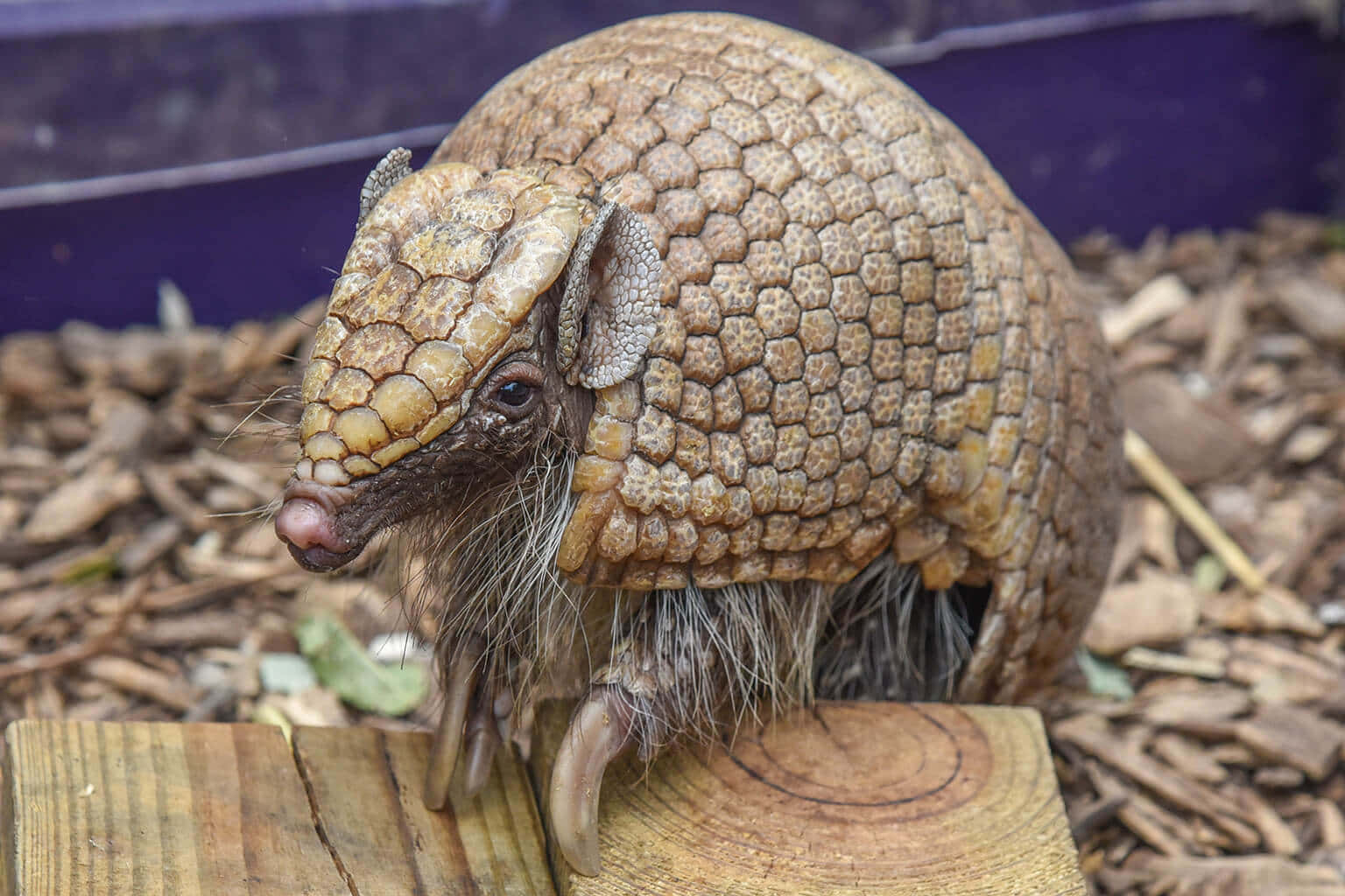 Armadillo Curled Upon Wood