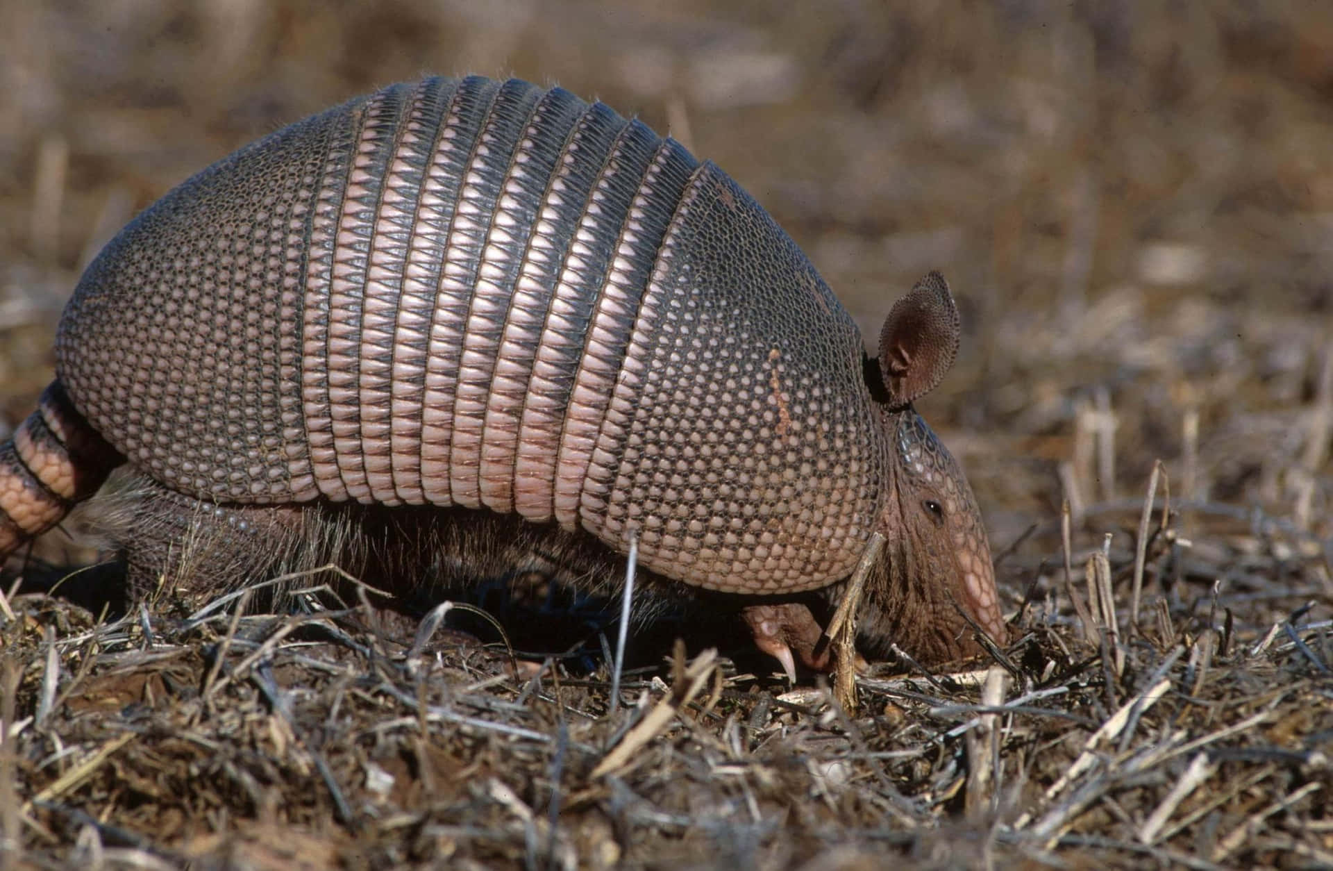 Armadillo_ Foraging_in_ Nature.jpg