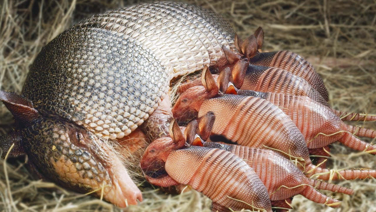 Armadillo Mother With Newborns Background