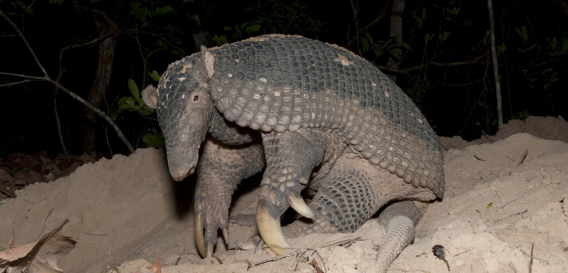 Armadillo Nighttime Foraging.jpg