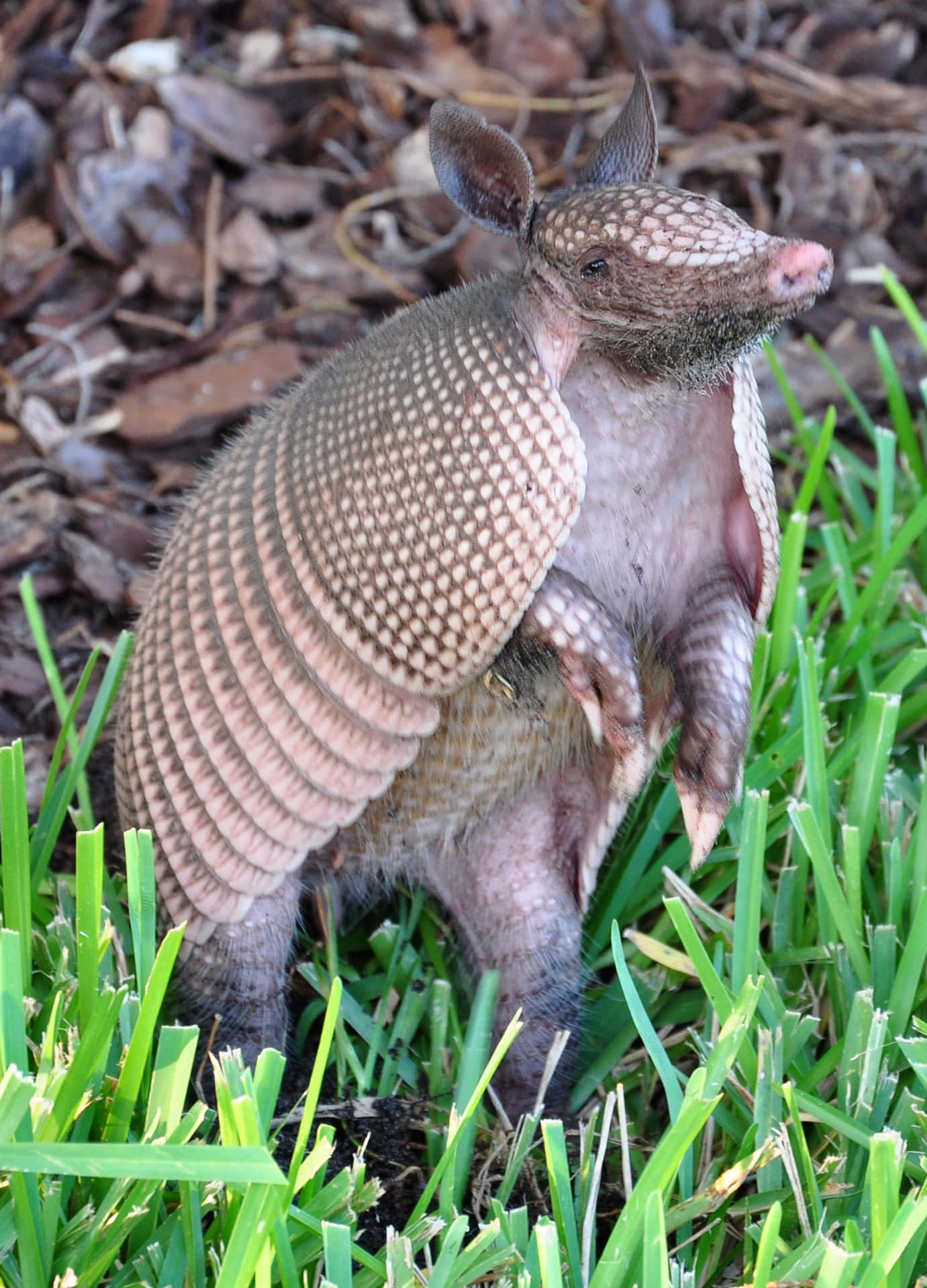 Armadillo Standing Grass